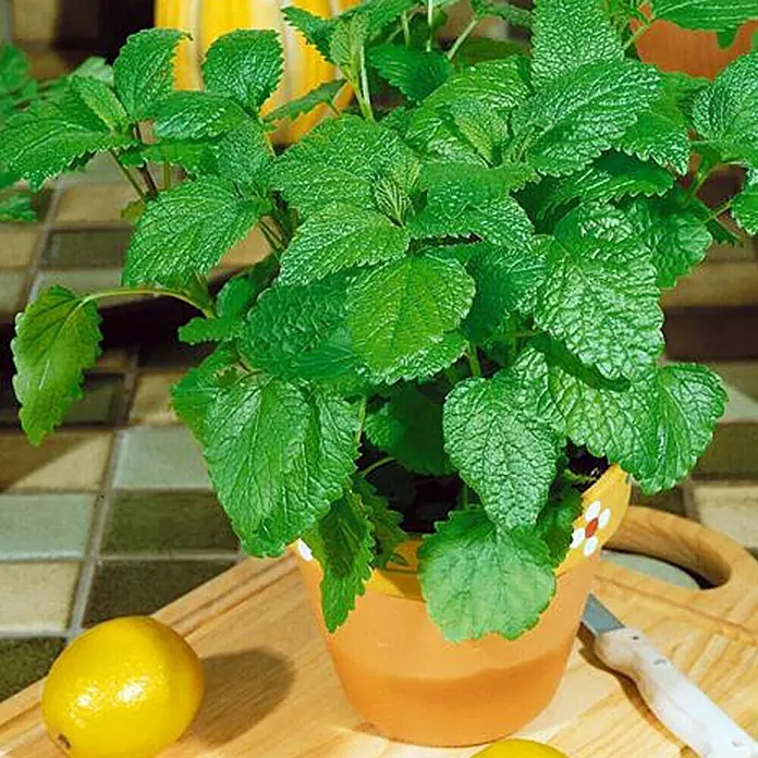 Piardino Bio Zitronenmelisse Bio - Melissa officinalis - Detailaufnahme