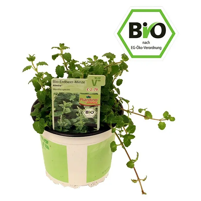 Piardino Erdbeerminze Bio - Mentha spicata - Vorderansicht