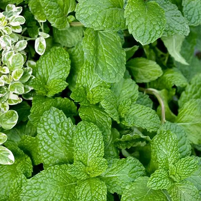 Piardino Erdbeerminze Bio - Mentha spicata - Detailaufnahme