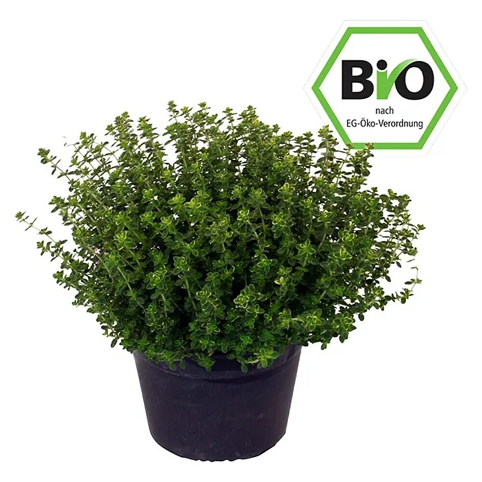 Piardino Kugelthymian Bio - Thymus vulgaris Fredo - Vorderansicht