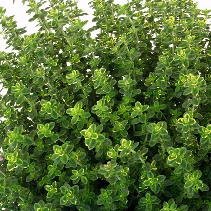 Piardino Kugelthymian Bio - Thymus vulgaris Fredo - Detailaufnahme