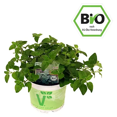 Piardino  Oregano Bio