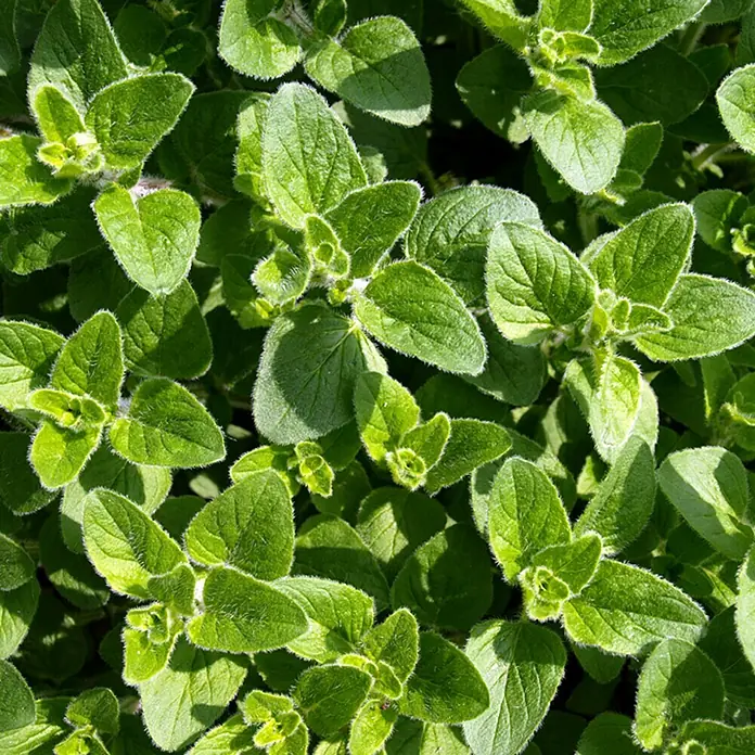 Piardino Oregano Bio - Origanum vulgare Margerita - Detailaufnahme