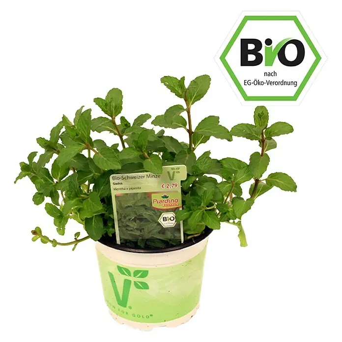 Piardino Minze Bio - Mentha x piperita Swiss - Vorderansicht