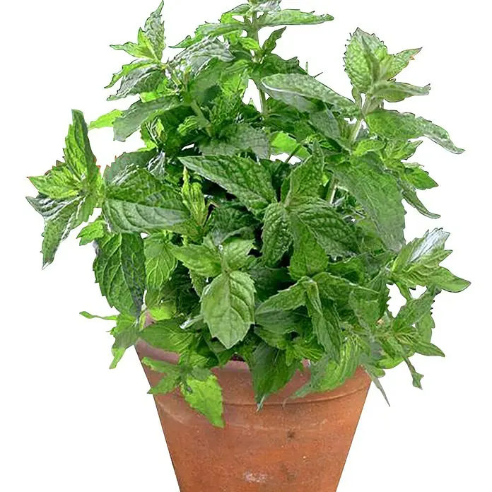 Piardino Minze Bio - Mentha x piperita Swiss - Stimmungsaufnahme