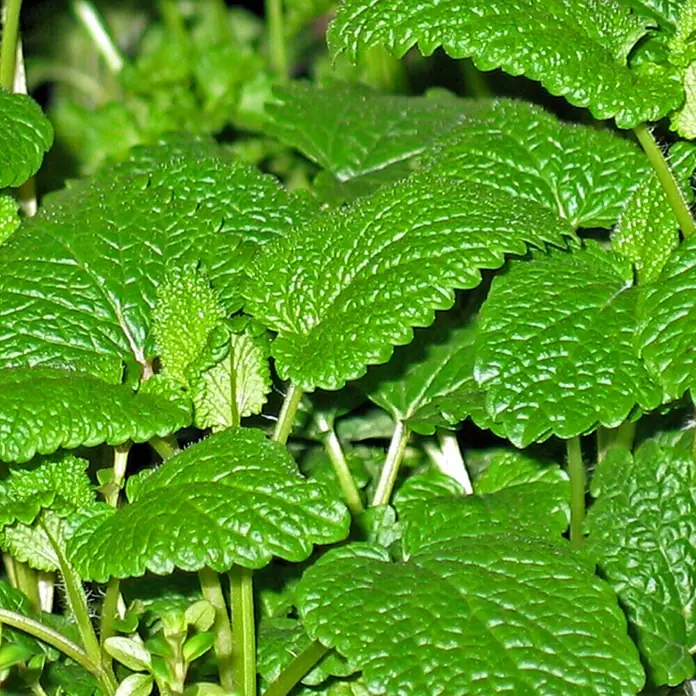 Piardino Minze Bio - Mentha x piperita Swiss - Detailaufnahme