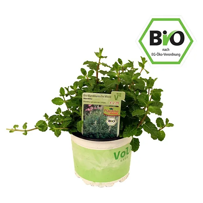 Piardino Marokkanische Minze Bio - Mentha spicata Maroccan - Vorderansicht