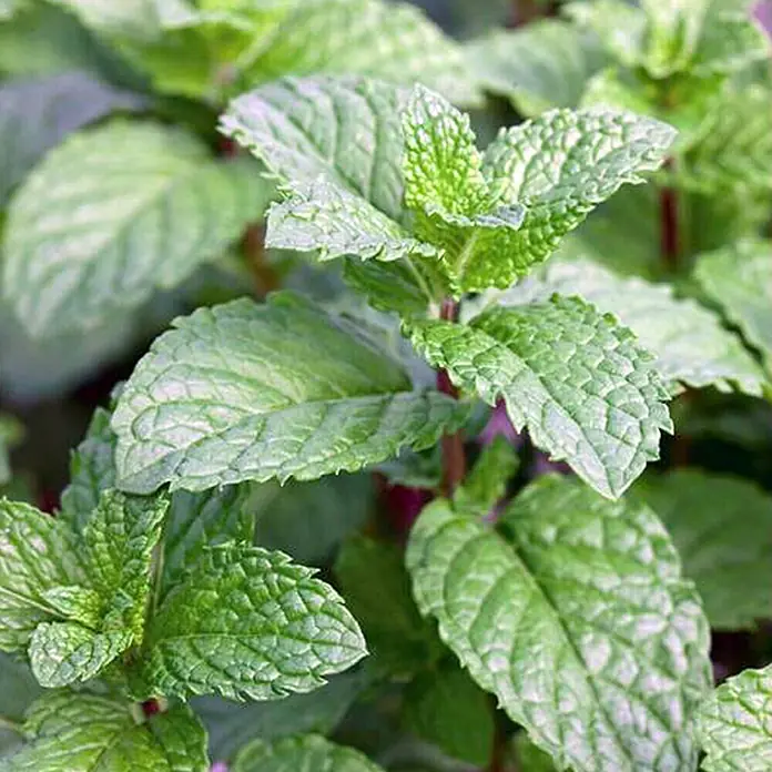 Piardino Marokkanische Minze Bio - Mentha spicata Maroccan - Detailaufnahme