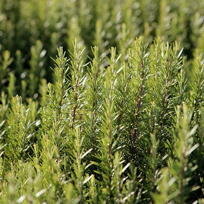 Piardino Rosmarin Bio - Rosmarinus officinalis Abraxas - Detailaufnahme