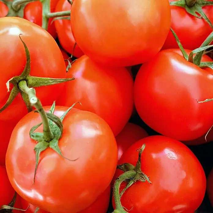 Piardino Strauchtomate - Lycopersicon esculentum Philona F1, 12 cm, Erntezeit: Juli - Oktober - Detailaufnahme