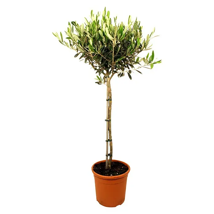 Piardino Olivenbaum - Olea europaea, Topfgröße: 20 cm, Aktuelle Wuchshöhe: 80 cm - Vorderansicht