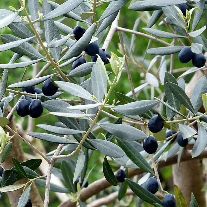 Piardino Olivenbaum - Olea europaea, Topfgröße: 20 cm, Aktuelle Wuchshöhe: 80 cm - Detailaufnahme