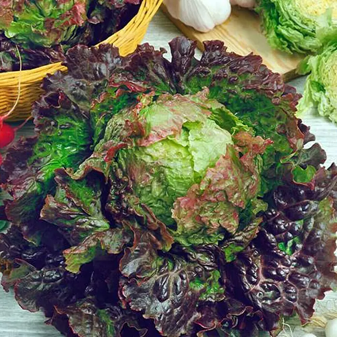 Piardino Blattsalat - Lactuca sativa var. capitata Lollo Rosso, Erntezeit: Juni - August - Detailaufnahme