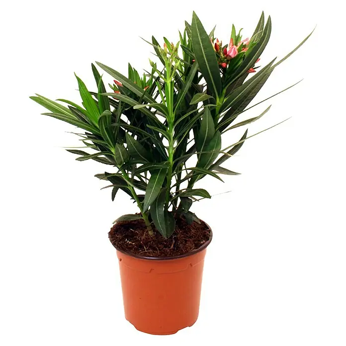Piardino Oleander - Nerium oleander, Topfgröße: 14 cm, Sortenabhängig - Vorderansicht