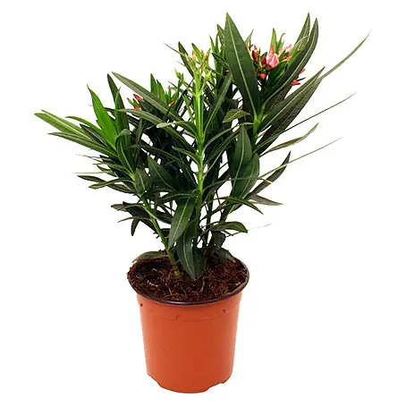 Piardino  Oleander