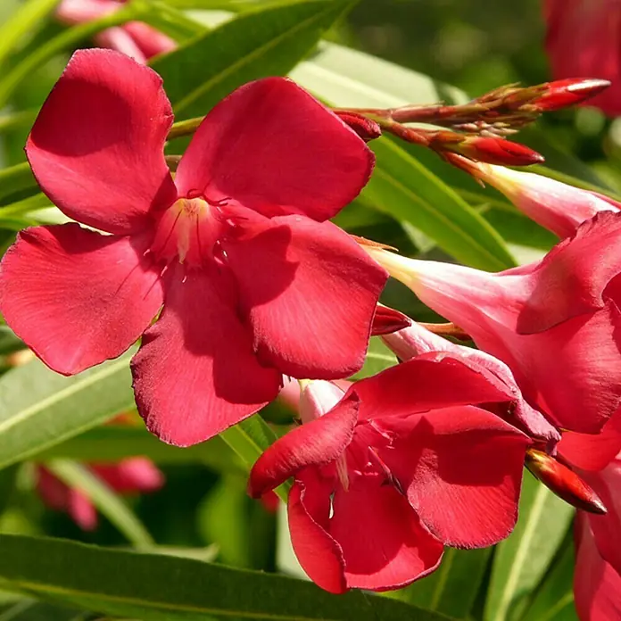 Piardino Oleander - Nerium oleander, Topfgröße: 14 cm, Sortenabhängig - Detailaufnahme