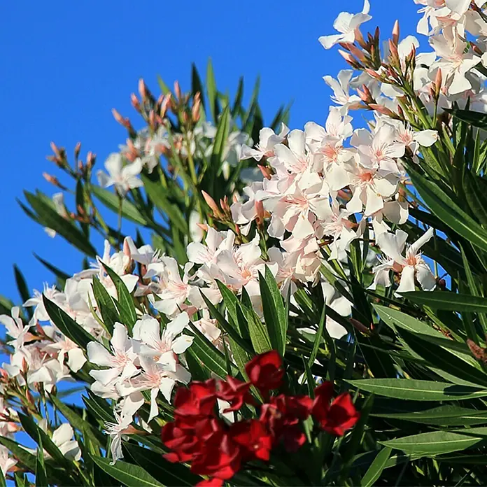 Piardino Oleander Stamm - Nerium oleander, Topfgröße: 17 cm, Blütenfarbe: Sortenabhängig - Detailaufnahme