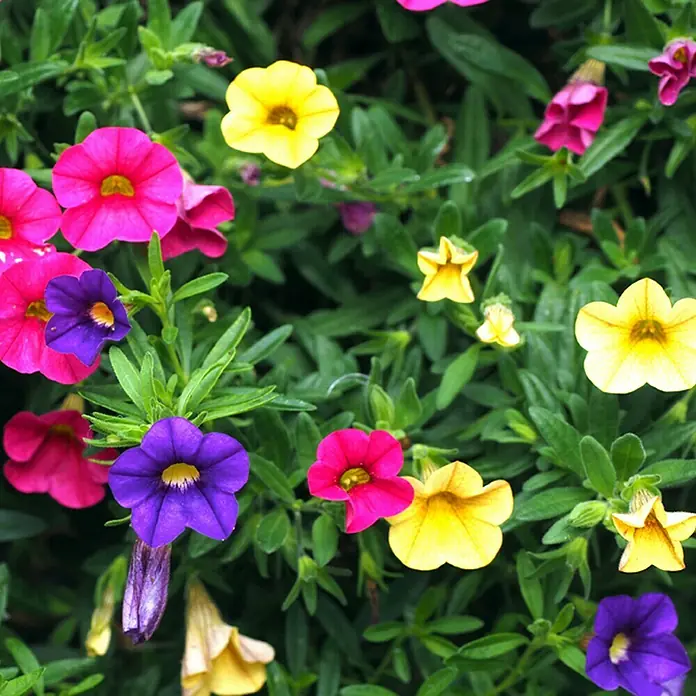 Piardino Zauberglöckchen Trio - Calibrachoa Celebration Karneval, Mehrfarbig - Detailaufnahme