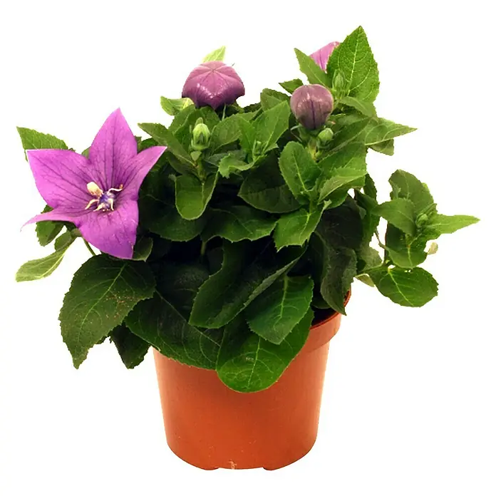 Piardino Großblütige Ballonblume - Platycodon grandiflorus, Topfgröße: 12 cm, Weiß, Dunkelblau - Vorderansicht