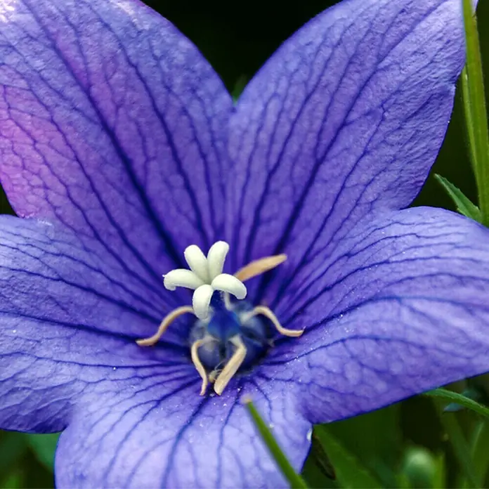 Piardino Großblütige Ballonblume - Platycodon grandiflorus, Topfgröße: 12 cm, Weiß, Dunkelblau - Detailaufnahme
