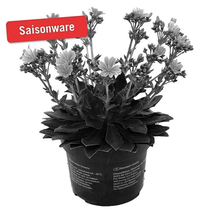Piardino Gewöhnliche Bitterwurz - Lewisia cotyledon, Topfgröße: 11 cm, Sortenabhängig - Vorderansicht