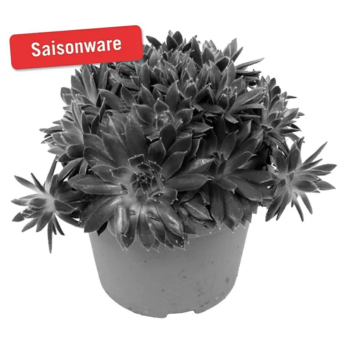 Piardino Hauswurz - Sempervivum, Topfgröße: 14 cm, Rot - Vorderansicht