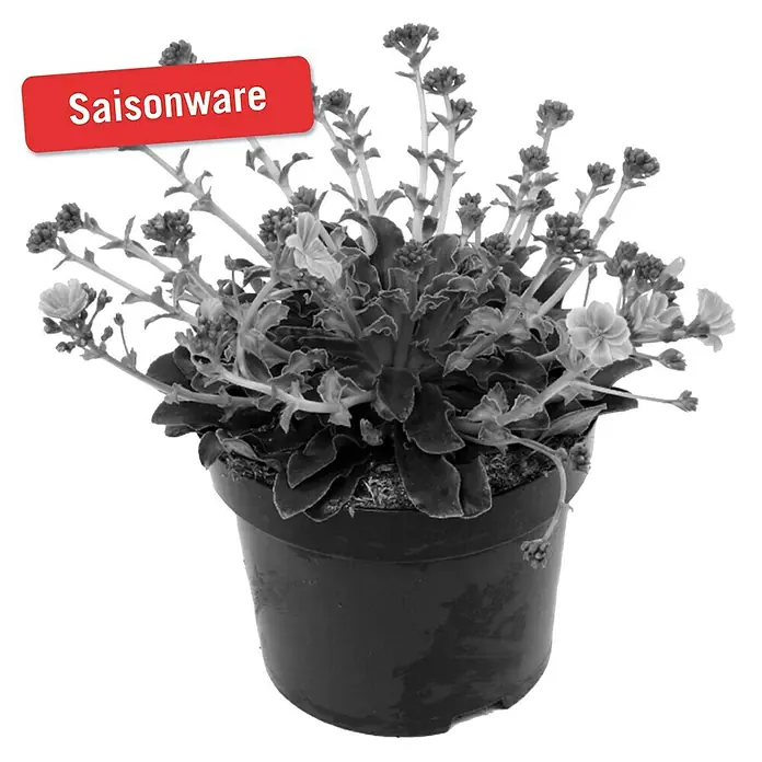 Piardino Gewöhnliche Bitterwurz - Lewisia cotyledon, Topfgröße: 13 cm, Sortenabhängig - Vorderansicht