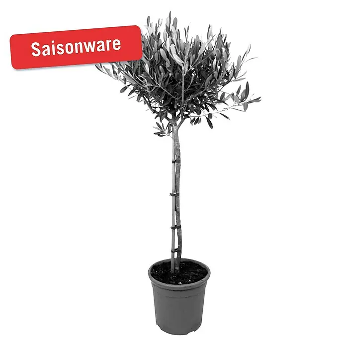 Piardino Olivenbaum - Olea europaea, Topfgröße: 20 cm, Aktuelle Wuchshöhe: 80 cm - Vorderansicht