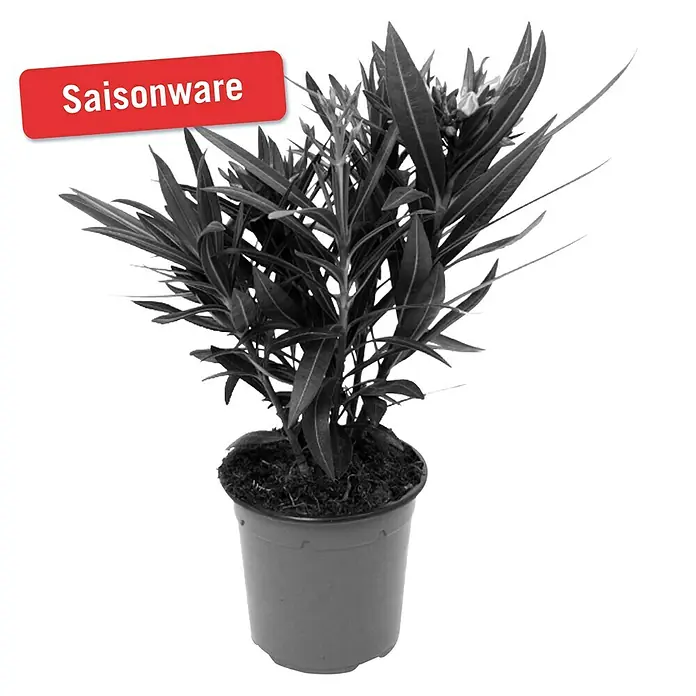 Piardino Oleander - Nerium oleander, Topfgröße: 14 cm, Sortenabhängig - Vorderansicht