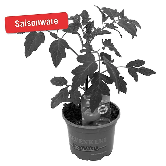 Piardino Strauchtomate - Lycopersicon esculentum Culina F1, 12 cm, Erntezeit: Juli - Oktober - Vorderansicht