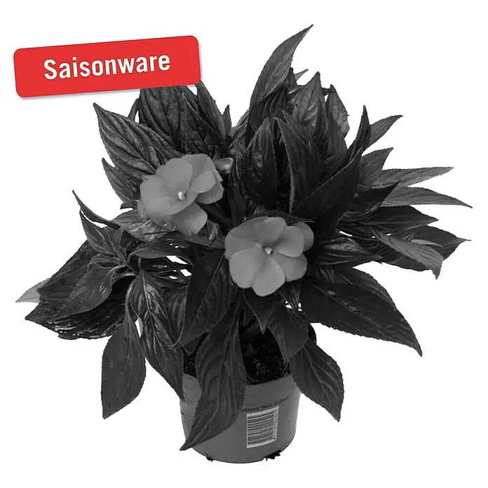 Piardino Edellieschen - Impatiens neuguinea, Topfgröße: 13 cm, Sortenabhängig - Vorderansicht