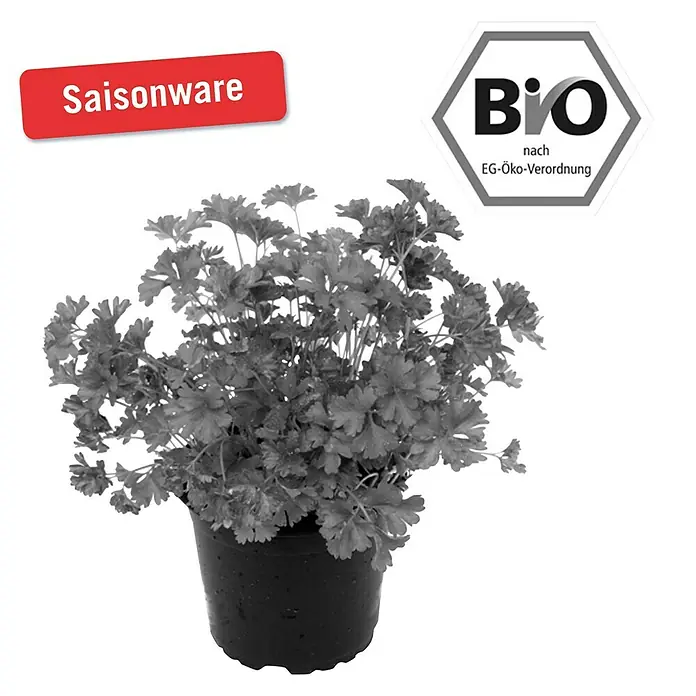 Piardino Bio Petersilie Bio - Petroselinum crispum - Vorderansicht