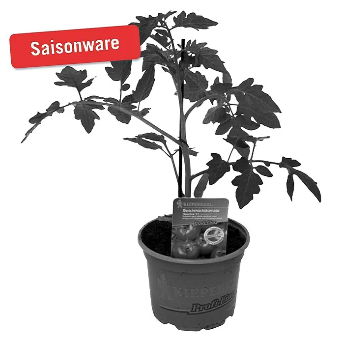 Piardino Tomate - Lycopersicum esculentum Sportivo F1, 12 cm, Cosecha: Julio - Octubre - Vista frontal