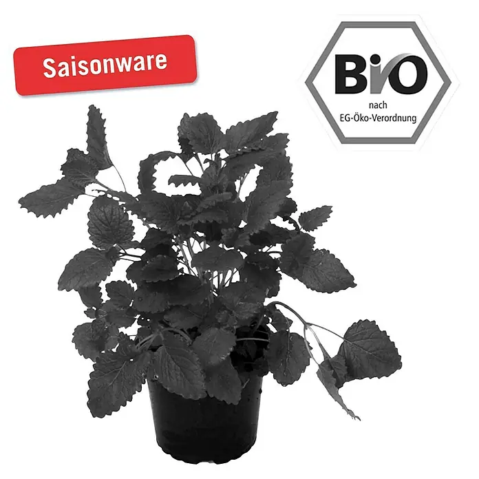 Piardino Bio Zitronenmelisse Bio - Melissa officinalis - Vorderansicht