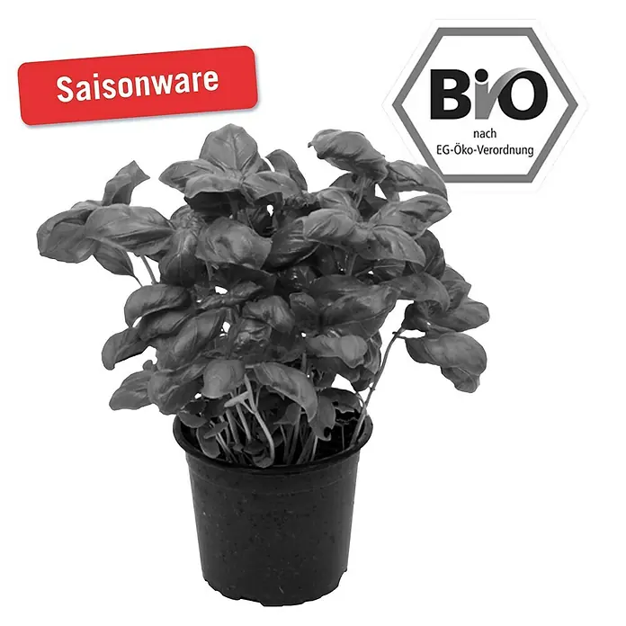 Piardino Basilikum Bio - Ocimum basilicum - Vorderansicht