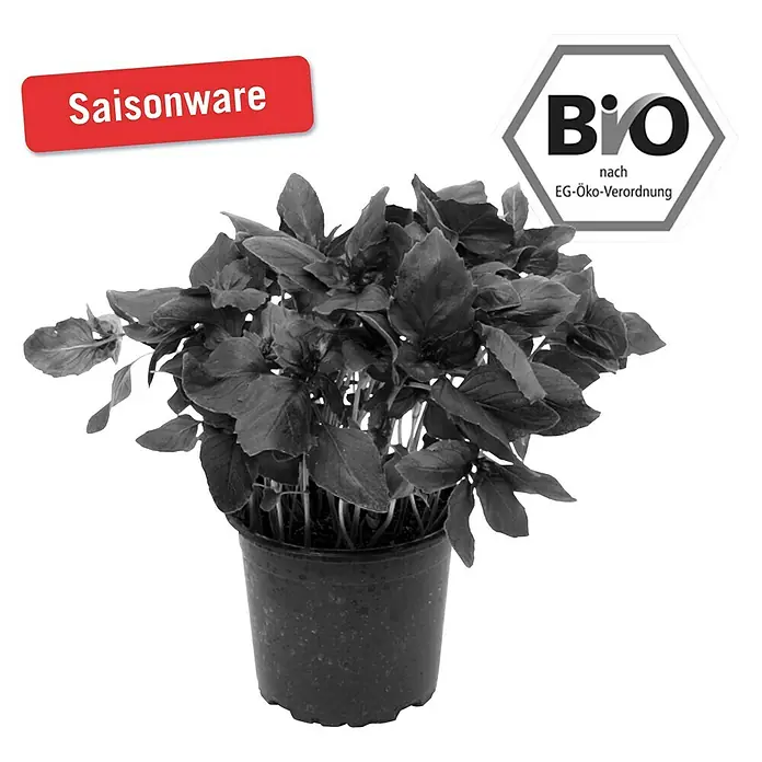 Piardino Basilikum - Ocimum basilicum, Topfgröße: 12 cm, Blattfarbe: Rot - Vorderansicht