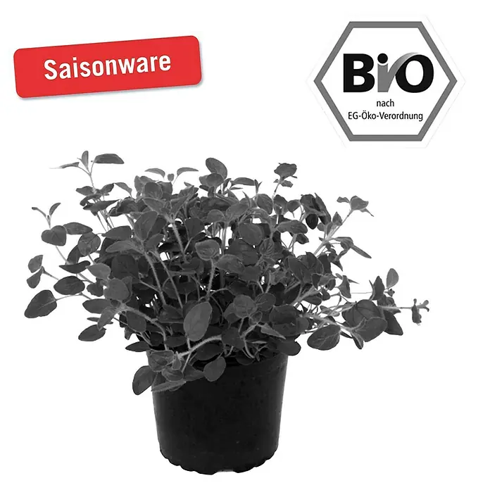 Piardino Bio Oregano Bio - Origanum vulgare - Vorderansicht