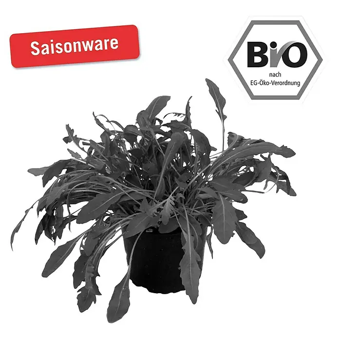 Piardino Bio Rucola Bio - Eruca sativa - Vorderansicht