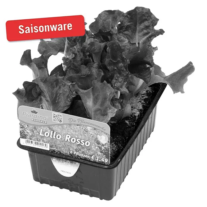 Piardino Blattsalat - Lactuca sativa var. capitata Lollo Rosso, Erntezeit: Juni - August - Vorderansicht