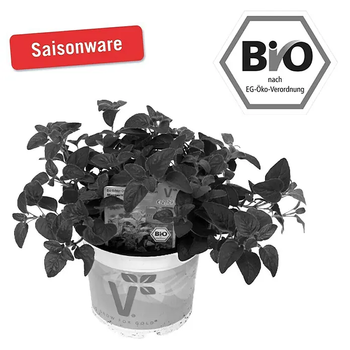 Piardino Oregano Bio - Origanum vulgare Margerita - Vorderansicht