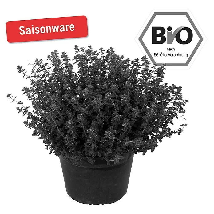 Piardino Kugelthymian Bio - Thymus vulgaris Fredo - Vorderansicht