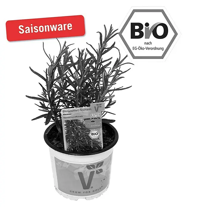 Piardino Rosmarin Bio - Rosmarinus officinalis Abraxas - Vorderansicht