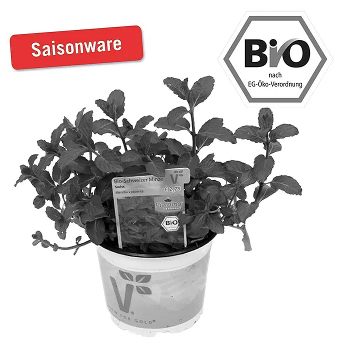 Piardino Minze Bio - Mentha x piperita Swiss - Vorderansicht