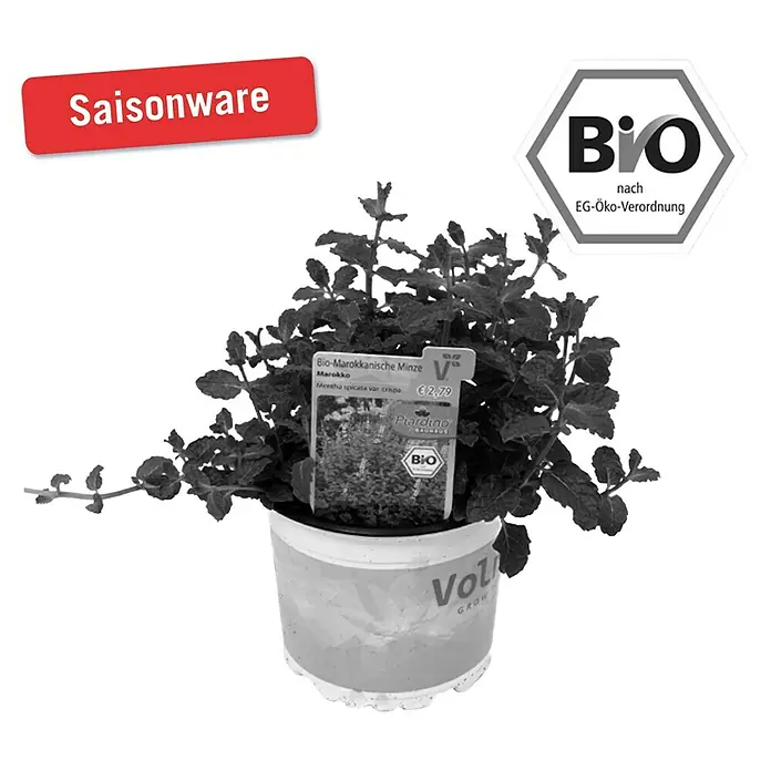 Piardino Marokkanische Minze Bio - Mentha spicata Maroccan - Vorderansicht