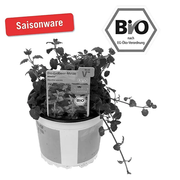 Piardino Erdbeerminze Bio - Mentha spicata - Vorderansicht
