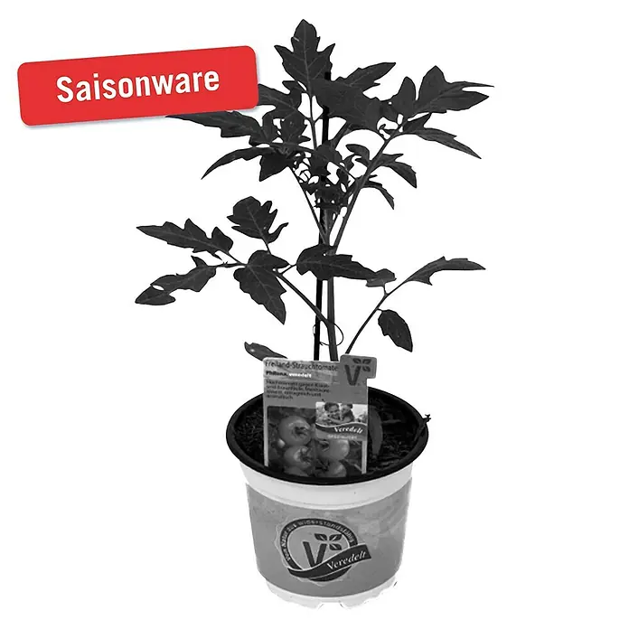 Piardino Strauchtomate - Lycopersicon esculentum Philona F1, 12 cm, Erntezeit: Juli - Oktober - Vorderansicht