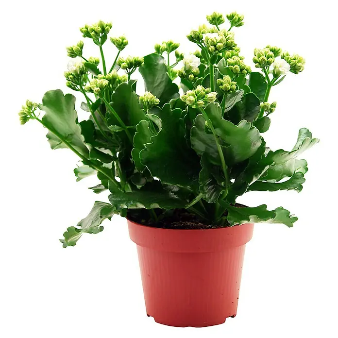 Piardino Flammendes Käthchen - Kalanchoe blossfeldiana, Topfgröße: 10,5 cm, Weiß - Vorderansicht