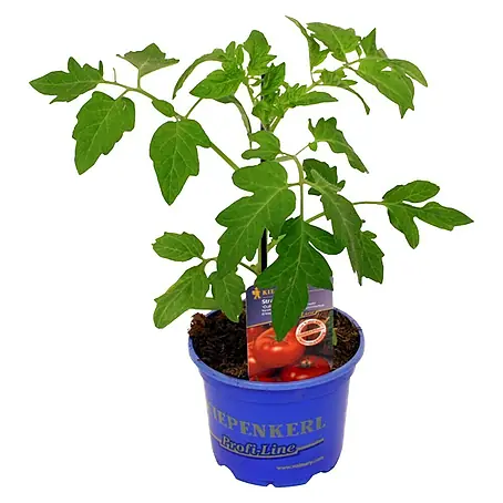 Piardino  Strauchtomate