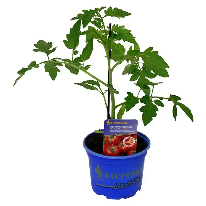 Piardino Tomate - Lycopersicum esculentum Sportivo F1, 12 cm, Cosecha: Julio - Octubre - Vista frontal