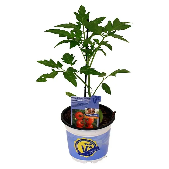 Piardino Strauchtomate - Lycopersicon esculentum Philona F1, 12 cm, Erntezeit: Juli - Oktober - Vorderansicht